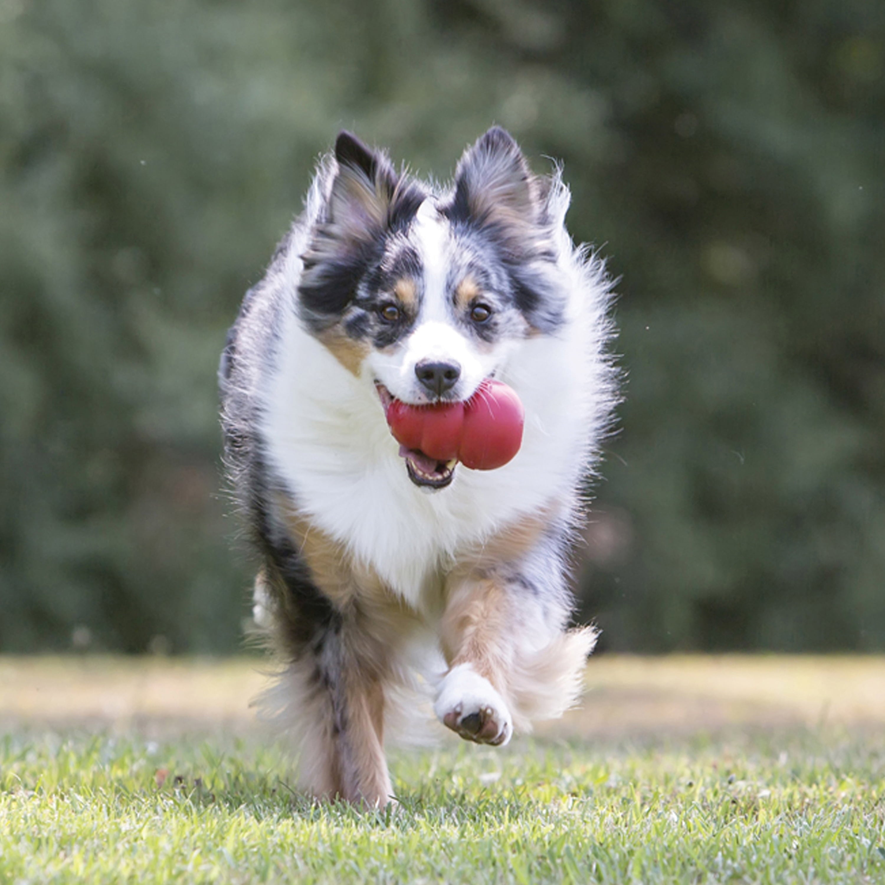 ® Classic Rubber Dog Toy for Average Chewers, Extra Large, for Dogs between 60-90 Lbs